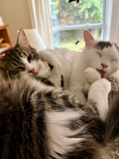 Two 7-month-old kittens on the top level of a cat tree. They barely fit these days. It's a puddle of fluff with faces and paws sticking out. Ilya is a dark tabby with white markings, and Parker is white with grey splotches.
