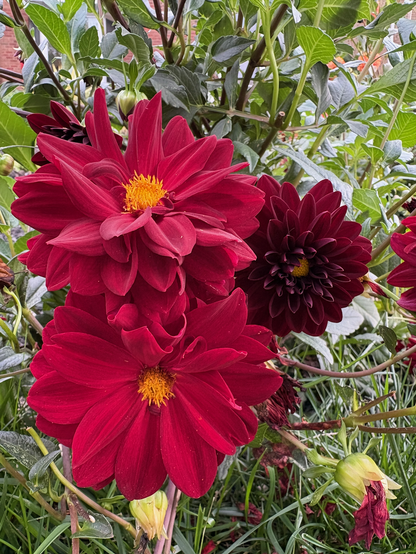 Dark red dahlia flowers.