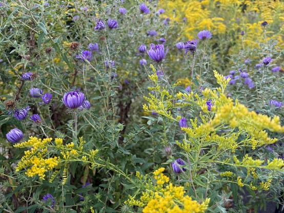 Purple aster flowers and bright yellow goldenrod flowers.