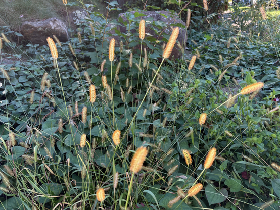 Decorative grass seed heads glowing yellowish-orange in a sunbeam.