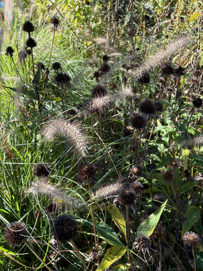Decorative grass seed heads and echinacea seed heads.