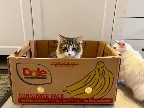 Large cardboard box, with a dark tabby cat with white markings sitting in it. Just his had shows above the edge of the box, and he looks very serious. A small white cat it sniffing the left side of the box.