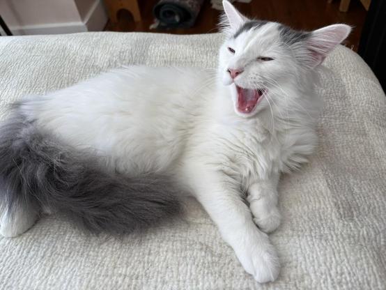A white cat with a fluffy grey tail and grey splotches on her head is laying on her side. Her mouth is open wide in a yawn, and it looks like she's laughing.