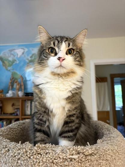 Dark tabby cat with white markings sitting, staring vacantly just above the camera. He does not look intelligent.