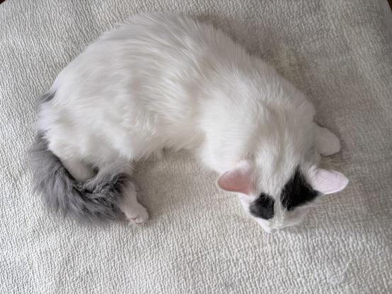 White cat with a grey tail and gre splotches on her head, curled up sleeping, seen from above.
