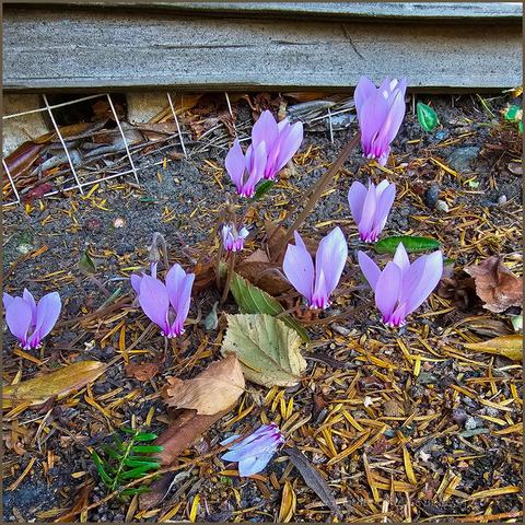Fall is also cyclamen time. The tiny lilac flowers, growing low to the ground, look like shooting stars among the leaf dry leaf and pine needle litter by a gray wooden fence. The downward pointing corolla is ringed by five petals pointing up to the sky. This year most of the cyclamen leaves are gone, dried up. Usually many variegated heart shaped leaves surround the blooming clumps.