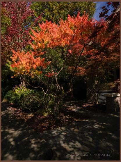 A small smooth sumac tree is lighted by a sunbeam. Its pinnately compound leaves droop slightly, glowing in bright yellows and oranges. It is offset by darker pine and Japanese maples behind it. Off to the left is a faded blue hydrangea bush.