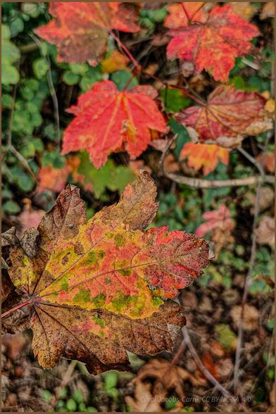 This year, vine maples have been sadly affected by the drought. Here a few palmate leaves cling to a branch in the understory. The leaves look crispy brown on the outside edges, with varying degrees of patchy colors in the leaf center: some yellow, red, green and orange. I guess my favorite bush will be muted this fall.