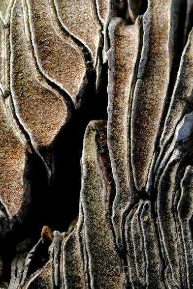Foto: Nahaufnahme von der sich ablösenden Baumrinde eines Baumstumpfes.
Der Blick ist senkrecht auf die Schnittkante gerichtet, an der der Baum gefällt worden ist.
Die Rindenstücke sind in mehreren Lagen und mit einer Lücke angeordnet, durch die die Formen sehr abstrakt erscheinen.