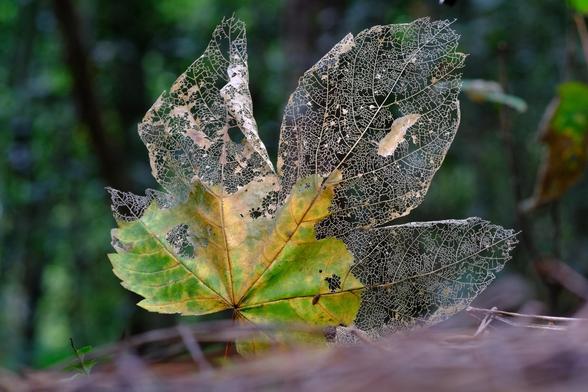 Foto von einem Ahorn-Blatt, von dem die äußeren "Finger" fast vollständig auf ein feines Netz aus bleichen Blattadern zerfressen worden ist, während der Bereich an der Basis noch grüne und gelbe Blattfarben vorhanden sind.