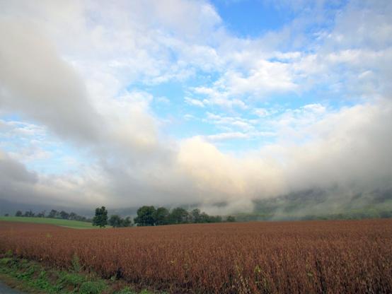 In the foreground is a field of soybeans ready for harvesting. A line of trees crosses the middle ground and beyond the stands a mountain ridge largely obscured by an upland fog. The sky is filled with clouds but patches of blue show through.
