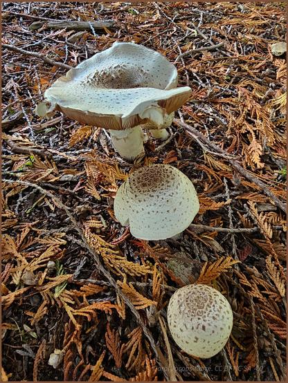 Cream colored mushrooms push up from the redcedar duff in the park. A large one has a flattened to concave top, with its brown gills showing along the edge. The two button mushrooms are round. They are all covered with brown scales,  more concentrated towards the middle of the cap.