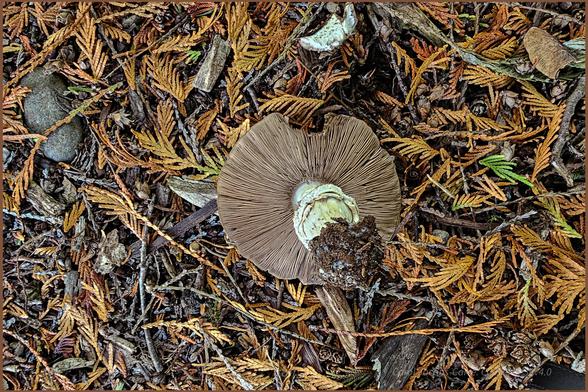 Someone pulled out one of the mushrooms under the redcedar, showing it's light brown detached gills, and the skirt like "ring" hanging from the top of the stem.