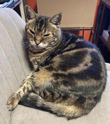 Sleepy tabby cat on a grey upholstered armless office chair. His head is up and one paw is resting on the back of the chair, straight in front of him. He looks sleepy, with his eyes half open.