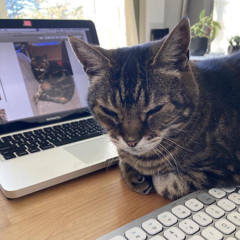 Sleepy tabby cat in a loaf position between an open laptop and keyboard. A photo of him in an office chaair (see previous photo in the post) is on the laptop screen.