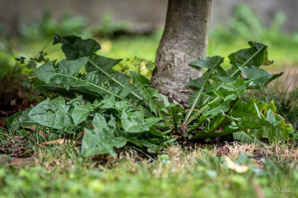 Low-angle view of dandelion leaves growing around the base of a tree.