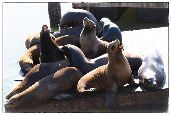 Ten large, sluggish, gold and grey sea lions lay in a pile on a wooden raft anchored off the side of Pier 39 on the Northern edge of San Francisco. Half of them snooze. Three of them, with heads held high, are barking / baying loudly to anyone and everyone within earshot.