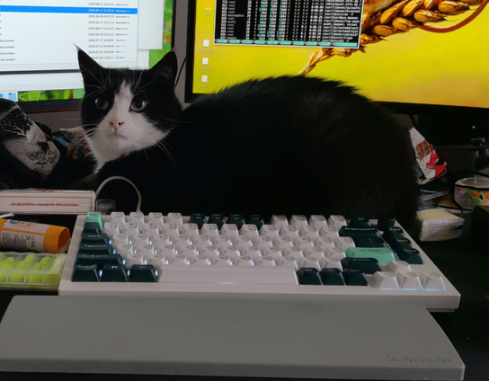 A black-and-white cat is loafing on a desk, right behind the keyboard and in front of the monitors.