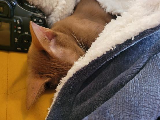 A small brown cat tucked into a fluffy blanket.