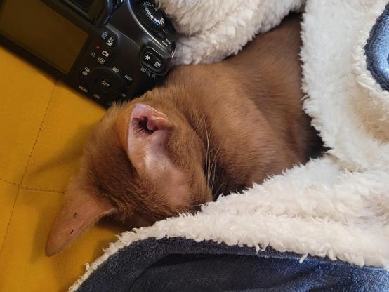 The same, but showing a bit more of her face and body, her nose poked under the blanket.