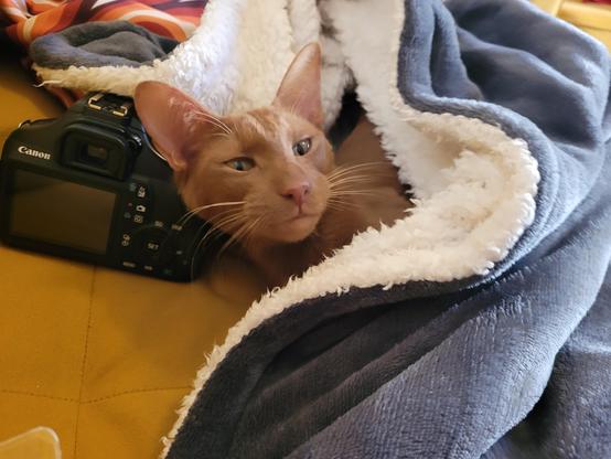 The cat looking up bleary-eyed from the blanket.