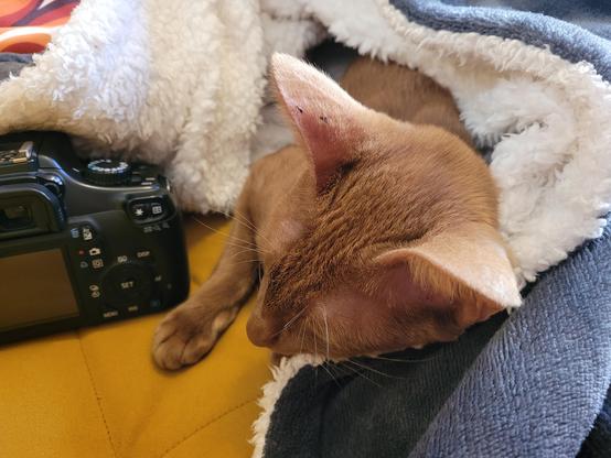 Back snoozing again, one paw and her head only out of the blanket.