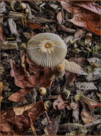 Tiny yellowish gray mushroom with small emerging caps next to it. The mature gray cap, with a smooth tan center, looks pleated like a tropical drink umbrella, and you can actually see the gills through the translucent cap. The mushrooms are growing in a mix of reddish brown dead leaves, gray cedar mulch, and various bits of duff.