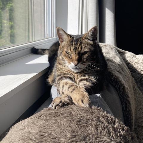 Tabby cat lounging on the back of a sofa  next to a window in the sunshine. His front paws are crossed in front of him and his tail is resting on the white windowsill beside him. He's looking like a lion, with a regal expression on his face.