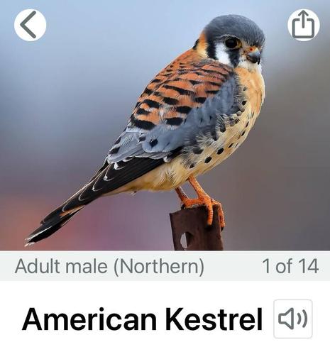 Screen capture from the Merlin bird app of an adult male American Kestrel perched on what looks like a fencepost.