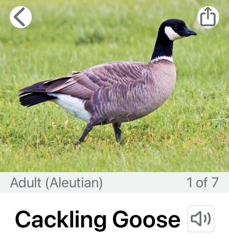 Screen capture from the Merlin bird app of an adult Cackling Goose walking on a meadow.