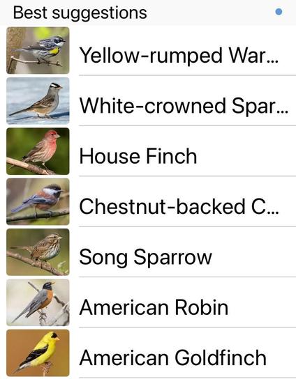 Screengrab of the Merlin bird app showing thumbnail photos and species of the following local moochers:
Yellow-rumped Warbler
White-crowned Sparow
House Finch Chestnut-backed Chickadee
Song Sparrow 
American Robin 
American Goldfinch