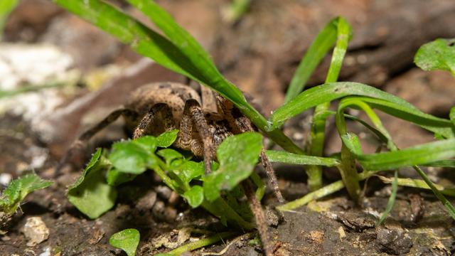 A large brown-black spider tucks itself and its legs underneath a blade of grass.