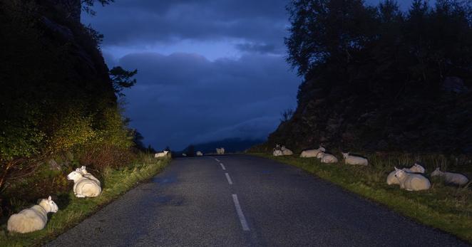 Sheep lining a road.