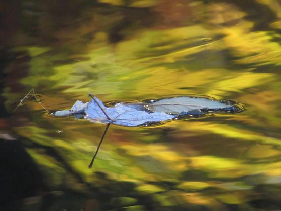 Mehrere zusammenhängende Blätter treiben auf dem sanft fließenden Wasser eines Kanals dahin. Die Herbstfarben der über den Kanal ragenden Bäume bilden einen wirbelnden Hintergrund.

Several leaves bunched together float down the gently flowing waters of a canal. The autumn colors of trees overhanging the canal provide a swirling background.