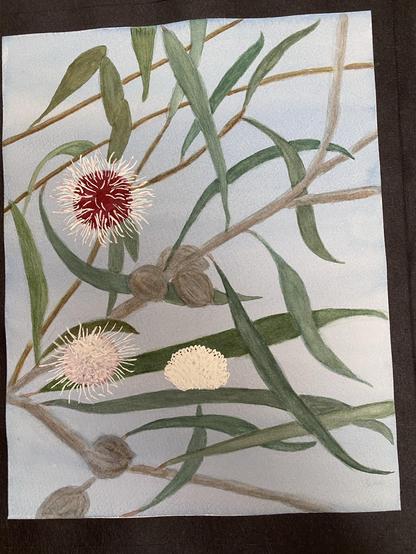 A watercolour of hakea laurina, with 3 flowers in various stages of maturity,several seed pods, leaves & branches against a pale blue sky.