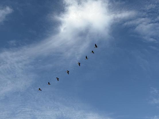 Birds in a diagonal formation along a line of thin clouds. A bright white cloud is in the top center. The sky is otherwise clear and fairly bright blue.