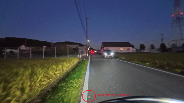 Screenshot of a frog that almost got run over by my bike.