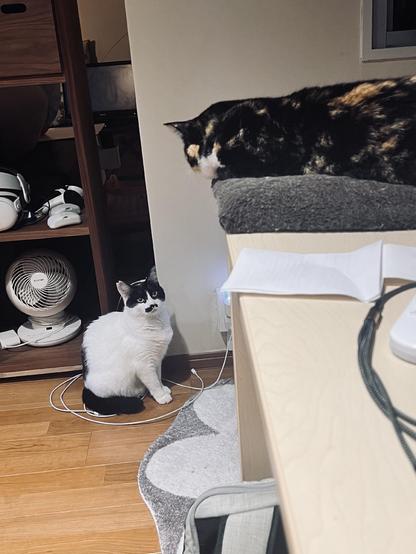 A fluffy black and white cat sits on the floor close to a large desk, looking up in a star struck manner. Above him, a calico cat lies on a cat bed attached to the end of the desk, looking down at him.