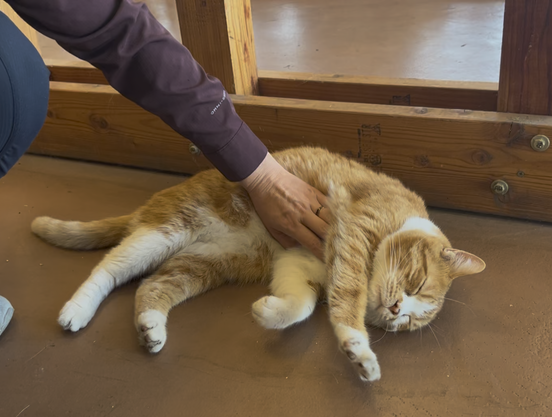 An orange and white cat enjoying having his belly rubbed