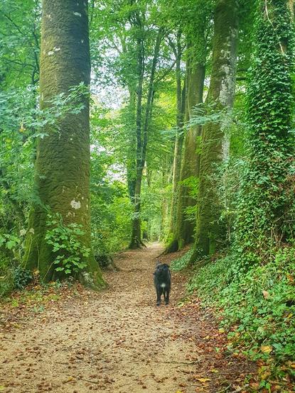 Chienne noire dans une allée forestière