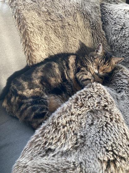 Sleepy tabby cat snuggled into a taupe faux fur throw. He's on his side, just starting to raise his head with his eyes closed.