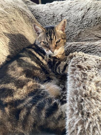 Sleepy tabby cat snuggled into a taupe faux fur throw. He's on his side, looking at the camera. Some of his whiskers are bent as his head is turned to look over his shoulder.