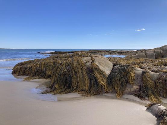 Large brown rocks covered in olive-green seaweed sit on a sand beach with blue-green ocean in the background. The sky is blue with just a wisp of white cloud.
