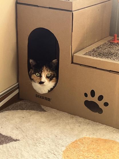 A calico cat looks out of a hidey hole in a cardboard set of scratch-pad stairs.