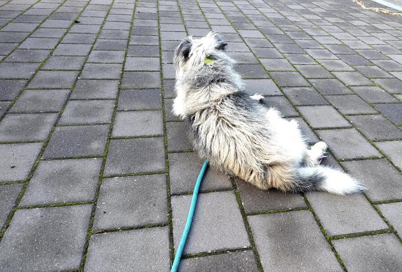 Mischlingshund Terry von hinten fotografiert. Er liegt auf dem gepflasterten Hof, eine hellblaue Leine unter sich. Der Kopf ist leicht nach links gedreht, die Ohren gespitzt.