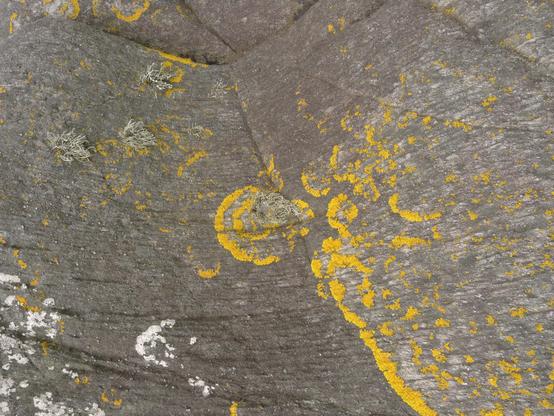 A view of a grey rock surface with curved fine beds visible in the rock. Most of the rock is covered in a dark grey lichen/algal film, with tufts of green lichen. However sweeping lines of bright yellow lichen seem to have migrated across the rock from the right, leaving behind them much paler grey cleaner rock. The view is about 1m wide, and was taken on the north coast of Arran.