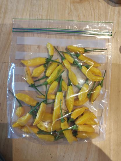A ziplock bag full of bright yellow chilli peppers