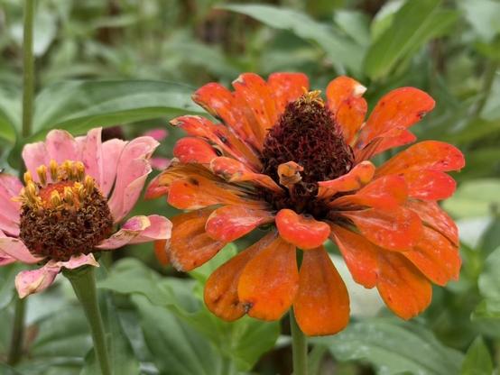 two vibrant zinnia flowers in full bloom but beginning to show the ravages of Fall. The prominent flower on the right is a deep, rich orange, while the one slightly behind it on the left is a softer, faded pink. Both have distinct, textured central cones surrounded by layers of delicate petals, set against a backdrop of lush green foliage.