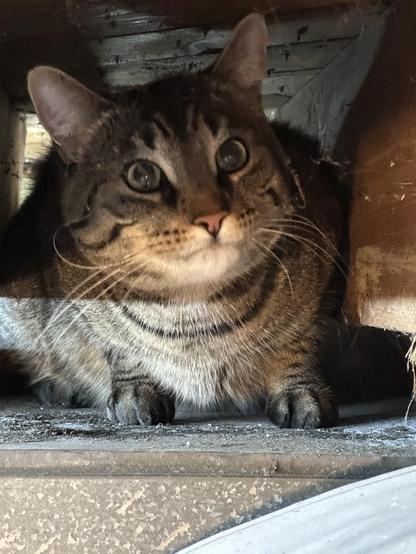 A short haired domestic tabby cat is between two joists after jumping from a nearby shelf to the top of the furnace plenum ductwork. His eyes are huge and he actually has the look of fear on his face.