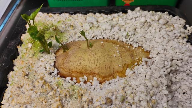 A color photograph of a sweet potato sprouting in a tub of pearlite. The sweet potato is a light tan color, mostly buried in white granules of pearlite and showing some small green leaves emerging from the left side.